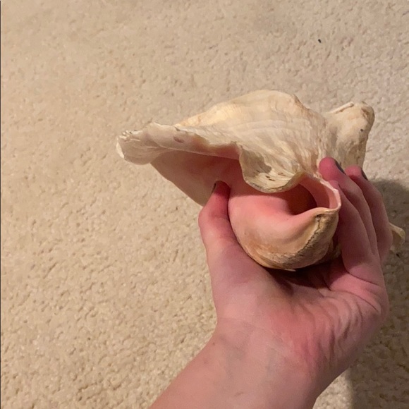 Shell - Picture 4 of 4